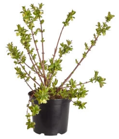 Sibirische Blaubeere 'MyBerry® Sweet' -Pflanzenbedarf Geschäft 7756463 PR FS 001 SibirischeBlaubeereMyBerrySweet5LDehnerExpressZS