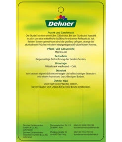 Kirschen-Duo 'Sunburst/Burlat' -Pflanzenbedarf Geschäft 7760713 Suesskirschen DuoSunburstBurlat Etikett 2