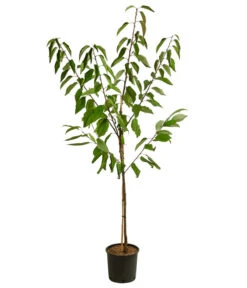 Kirschen-Duo 'Sunburst/Burlat' -Pflanzenbedarf Geschäft 7760713 WE FS 001 PrunusKirscheDuoSunburstBurlat