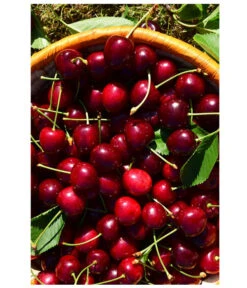 Kirschen-Duo 'Sunburst/Burlat' -Pflanzenbedarf Geschäft 7760713 WE MO 001 KirschenDuoSunurstBurlat Pixabay