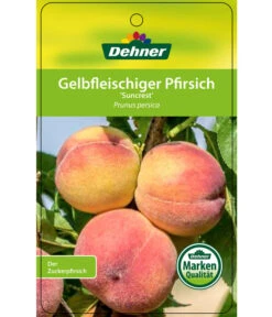 Pfirsich 'Suncrest' -Pflanzenbedarf Geschäft 7760754 GelbfleischigerPfirsichSuncrest Etikett 1