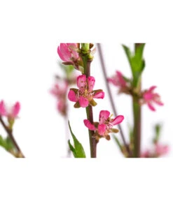 Tellerpfirsich 'Sugar Baby' -Pflanzenbedarf Geschäft 7763352 WE DE 001 PrunusTellerpfirsichSugarBaby