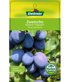 Zwetschge 'Kulinaria-Toptaste' -Pflanzenbedarf Geschäft 7763881 ZwetscheKulinariaToptaste Etikett 1