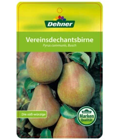 Herbstbirne 'Vereinsdechant' -Pflanzenbedarf Geschäft 7772064 BirneVereinsdechant Etikett 1