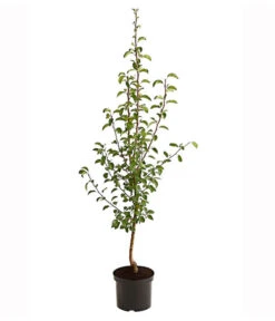 Herbstbirne 'Vereinsdechant' -Pflanzenbedarf Geschäft 7772064 PR FS 001 BirneVereinsdechantPyrusBusch95LiterDehnerExpressHerzig