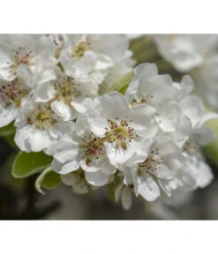 Herbstbirne 'Vereinsdechant' -Pflanzenbedarf Geschäft 7772064 PR FS 011 PyrusVereinsdechantBirnePixabay