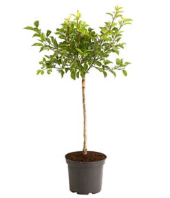 Rotfleischige Aprikose 'Violet' -Pflanzenbedarf Geschäft 7773070 PR FS 002 AprikoseVioletRotfleischig5LiterDehnerExpressHerzig