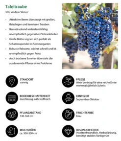 Tafeltraube 'Venus' -Pflanzenbedarf Geschäft 7773542 WE IG 001 TafeltraubeVitisviniferaVenus