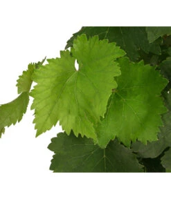 Tafeltraube, Kernlos, Verschiedene Sorten -Pflanzenbedarf Geschäft 7773583 WE DE 001 VitisTafeltraubeDehner