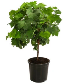 Tafeltraube, Kernlos, Verschiedene Sorten -Pflanzenbedarf Geschäft 7773583 WE FS 001 VitisTafeltraube