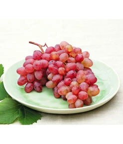 Tafeltraube 'Katharina' -Pflanzenbedarf Geschäft 7773716 WE MO 001 WeinKatharina