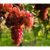 Tafeltraube 'Katharina' -Pflanzenbedarf Geschäft 7773716 WE MO 002 TraubeKatharina