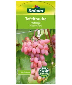 Tafeltraube 'Vanessa' -Pflanzenbedarf Geschäft 7773732 TafeltraubeVanessa Etikett1
