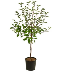 Sauerkirsche 'Vowi' 7 Sauerkirsche 'Vowi' -Pflanzenbedarf Geschäft 7773765 WE FS 001 PrunusSauerkirscheVowi