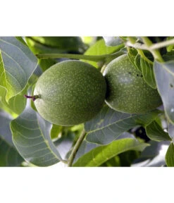 Moselaner Walnuss Klon 120 -Pflanzenbedarf Geschäft 7776800 WE DE GeisenheimerWalnussKlon120Pixabay