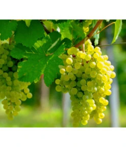 Tafeltraube 'Lakemont'