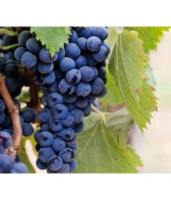 Dehner Gourmet Garten Tafeltraube 'Muscat Blue' -Pflanzenbedarf Geschäft 7779101 PR DE 002 VitisWeintraubenMuscatBleuPixabay