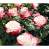 Nostalgie®-Edelrose Rosenromantik, 3er-Set -Pflanzenbedarf Geschäft 7801541 PR DE 001 EdelroseNostalgieTantauRet