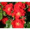 Strauchrose 'Paprika®' -Pflanzenbedarf Geschäft 7803257 PR DE 001 StrauchrosePaprikaTantau