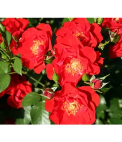 Strauchrose 'Paprika®'