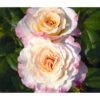 Edelrose 'Aquarell®', Stämmchen -Pflanzenbedarf Geschäft 7803349 WE DE 002 NostalgieEdelroseAquarellTantauGelbKirschrotRet
