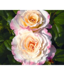 Edelrose 'Aquarell®', Stämmchen