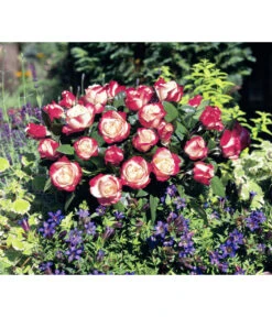 Nostalgie®-Edelrose Rosenromantik, 3er-Set -Pflanzenbedarf Geschäft 7803513 WE DE 001 NostalgieEdelroseTantauCremeweissKirschRet