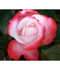 Nostalgie®-Edelrose Rosenromantik, 3er-Set -Pflanzenbedarf Geschäft 7803513 WE DE 002 NostalgieEdelroseTantauCremeweissKirschRet