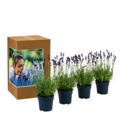 Duft-Lavendel 'Felice', 4er-Set -Pflanzenbedarf Geschäft 7805773 WE FS 002 LavendelpaketDuftLavendelAngustifoliaFeliceLavandula4Pflanzen