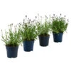 Lavendel-Set Lavendel-Vielfalt, 4-teilig -Pflanzenbedarf Geschäft 7805781 WE FS 001 LavendelpaketMixLavandula4PflanzenT12
