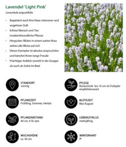 Lavendel-Set Lavendel-Vielfalt, 4-teilig 14 Lavendel-Set Lavendel-Vielfalt, 4-teilig -Pflanzenbedarf Geschäft 7805781 WE IG 001 LavendelLightPinkAngustifoliaLightPinkLuckner