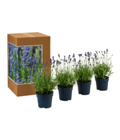 Dehners Bienen-Lavendel, 4er-Set -Pflanzenbedarf Geschäft 7805799 WE FS 002 LavendelpaketBieneBienenlavendelLavandula4PflanzenT12