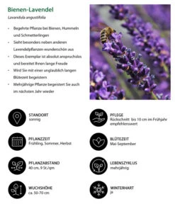 Lavendel-Set Lavendel-Vielfalt, 4-teilig 12 Lavendel-Set Lavendel-Vielfalt, 4-teilig -Pflanzenbedarf Geschäft 7805799 WE IG 001 BienenLavendel