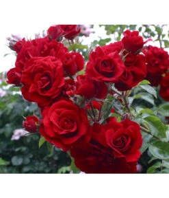 Kletterrose 'Amadeus®' -Pflanzenbedarf Geschäft 7809908 BildD 001 KletterroseAmadeusAmadeus