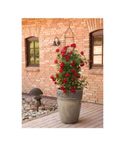 Kletterrose 'Amadeus®' -Pflanzenbedarf Geschäft 7809908 BildM 001 KletterroseAmadeusAmadeus