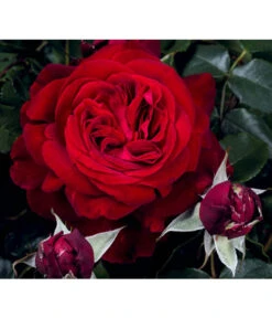 Nostalgie®-Edelrose 'Admiral®' -Pflanzenbedarf Geschäft 7826894 PR DE 001 RoseAdmiralTantau