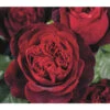 Nostalgie®-Edelrose 'Admiral®' -Pflanzenbedarf Geschäft 7826894 PR DE 002 RoseAdmiralTantau