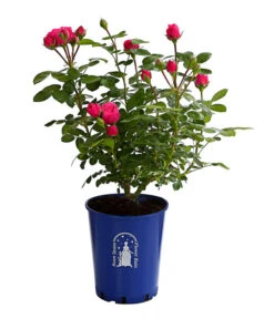 Nostalgische Edelspray-Rose 'Magic Rokoko®' -Pflanzenbedarf Geschäft 7841679 PR FS 001 MagicRokokko4LiterBeetroseDehnerExpressHerzig