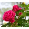 Nostalgische Edelspray-Rose 'Magic Rokoko®' 2 Nostalgische Edelspray-Rose 'Magic Rokoko®' -Pflanzenbedarf Geschäft 7841679 WE FS 003 MagicRokokko4LiterBeetrose