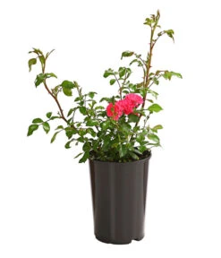 Bodendeckerrose 'Lovely Fairy®' -Pflanzenbedarf Geschäft 7844178 PR FS 001 LovelyFairyDunkelrosa2LiterBodendeckerroseDehnerExpressHerzig