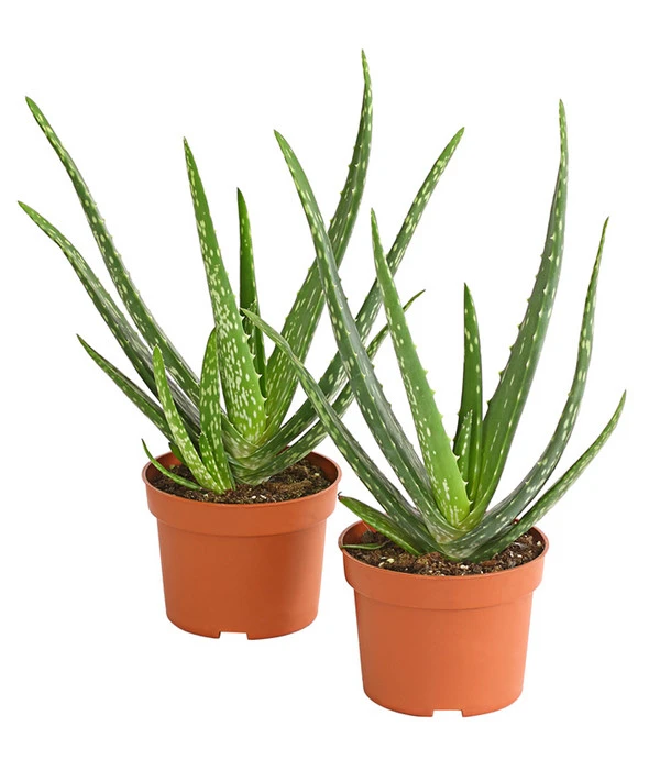 Echte Aloe-Set - Aloe Vera 3 Echte Aloe-Set - Aloe Vera
