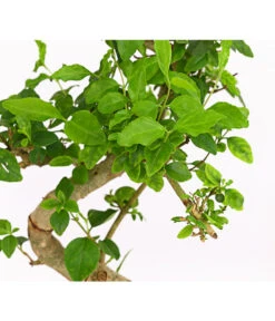 Bonsai Chinesischer Liguster - Ligustrum Sinensis, Anfänger-Set -Pflanzenbedarf Geschäft 7977069 WE DE 001 GeschenksetBonsaiChinesischerLigusterLigustrumSinensis6JahreDehnerExpressHerzig