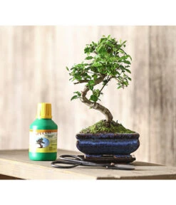 Bonsai Chinesischer Liguster - Ligustrum Sinensis, Anfänger-Set -Pflanzenbedarf Geschäft 7977069 WE MO 001 GeschenksetBonsaiChinesischerLigusterLigustrumSinensis6JahreDehnerExpressHerzig