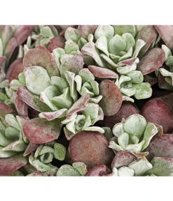 Fetthennen-Set, Verschiedene Sorten, 8-teilig -Pflanzenbedarf Geschäft 7977960 PR DE 001 SedumFetthenne8erSetT11DehnerExpressHerzig