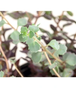 Fetthennen-Set, Verschiedene Sorten, 8-teilig -Pflanzenbedarf Geschäft 7977960 PR DE 004 SedumFetthenne8erSetT11DehnerExpressHerzig