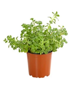 Fetthennen-Set, Verschiedene Sorten, 8-teilig -Pflanzenbedarf Geschäft 7977960 PR FS 002 SedumFetthenne8erSetT11DehnerExpressHerzig