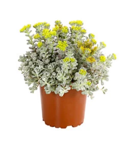 Fetthennen-Set, Verschiedene Sorten, 8-teilig -Pflanzenbedarf Geschäft 7977960 PR FS 003 SedumFetthenne8erSetT11DehnerExpressHerzig