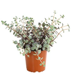 Fetthennen-Set, Verschiedene Sorten, 8-teilig -Pflanzenbedarf Geschäft 7977960 PR FS 004 SedumFetthenne8erSetT11DehnerExpressHerzig