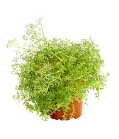 Fetthennen-Set, Verschiedene Sorten, 8-teilig -Pflanzenbedarf Geschäft 7977960 PR FS 005 SedumFetthenne8erSetT11DehnerExpressHerzig