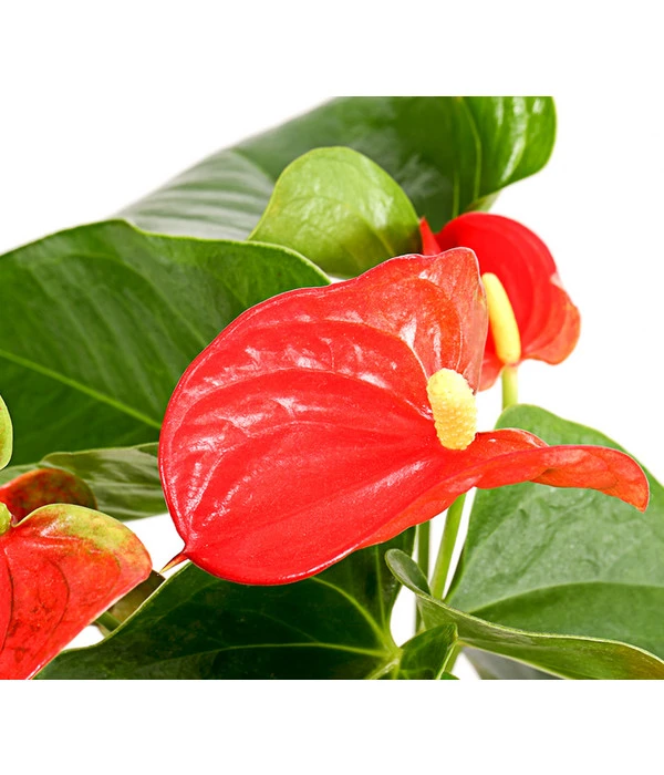 Große Flamingoblume - Anthurium Andreanum, Rot 4 Große Flamingoblume - Anthurium Andreanum, Rot – Bild 2